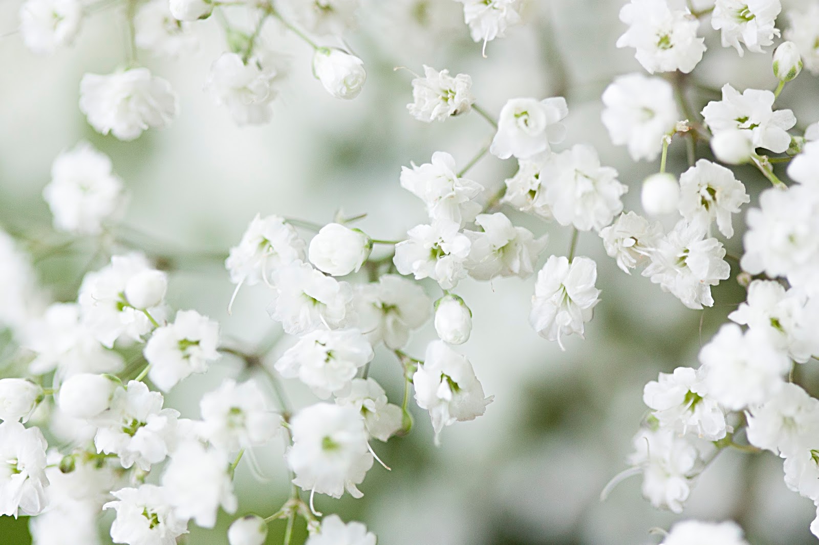 (Gypsophila paniculata_21