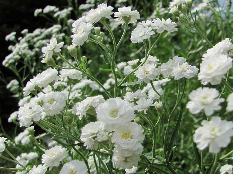 Gypsophila