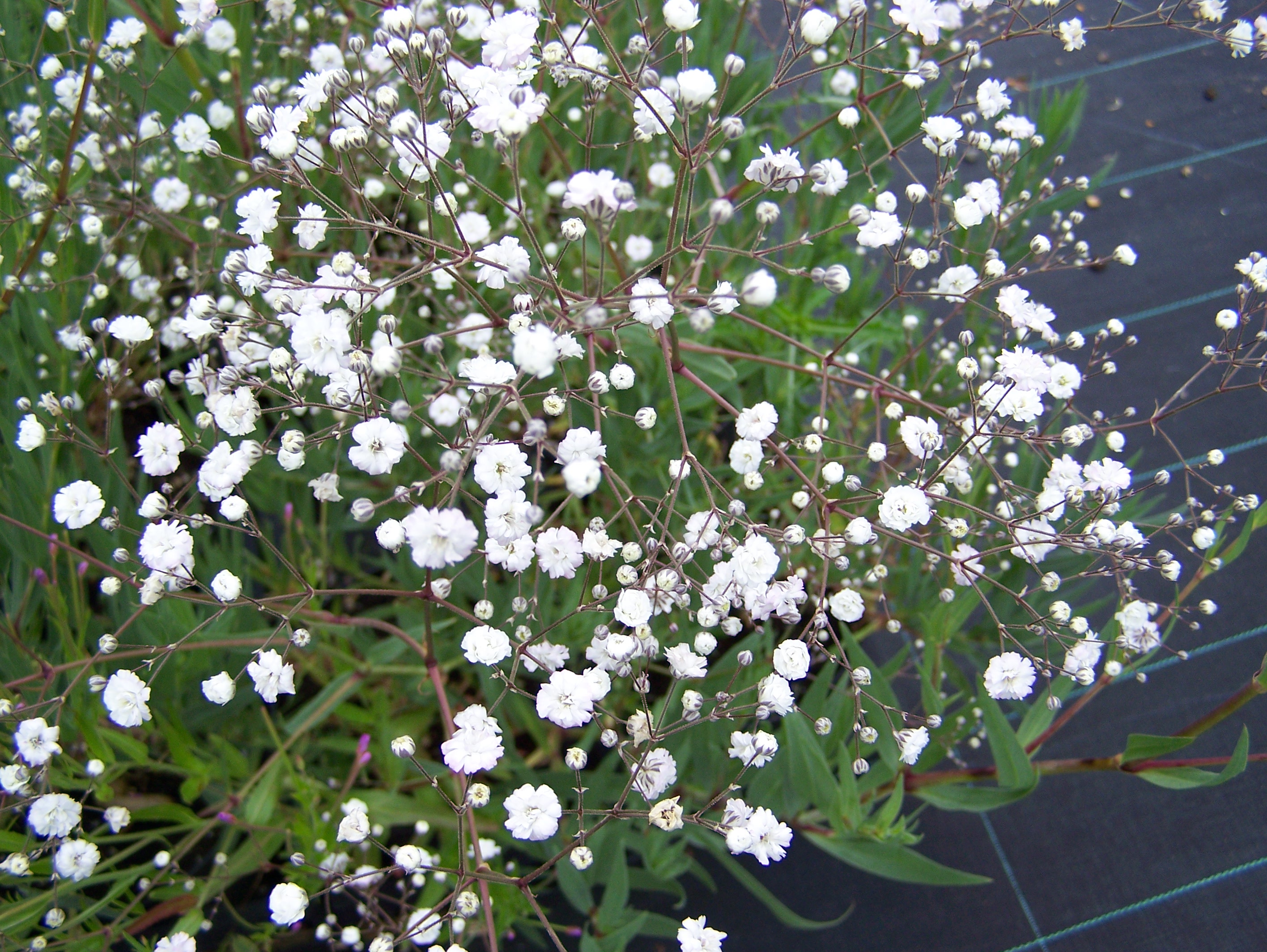 Gypsophilapaniculata