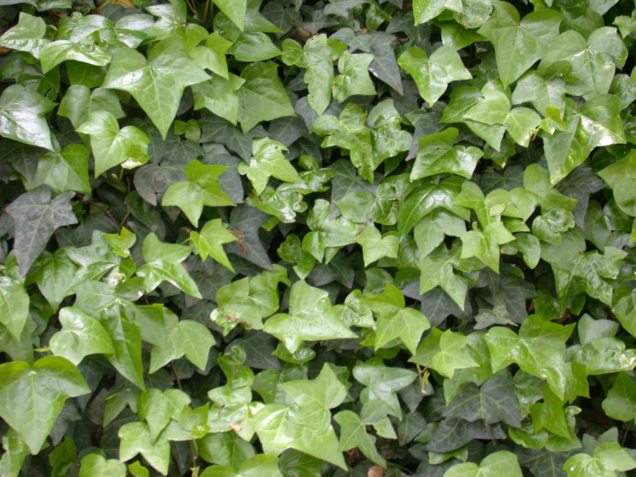 HEDERA HELIX