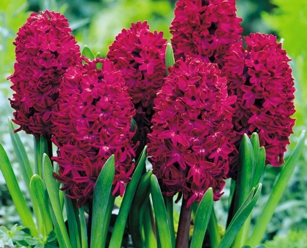 HYACINTHUS ORIENTALIS