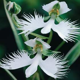 Habenaria radiata