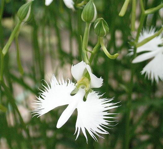 Habenaria_radiata