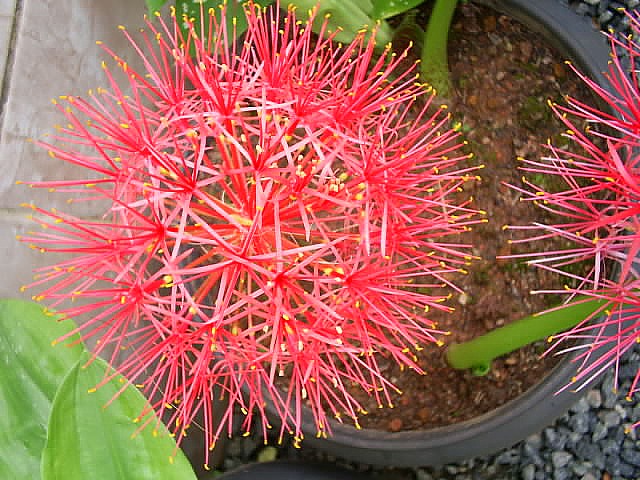 Haemanthus multiflorus