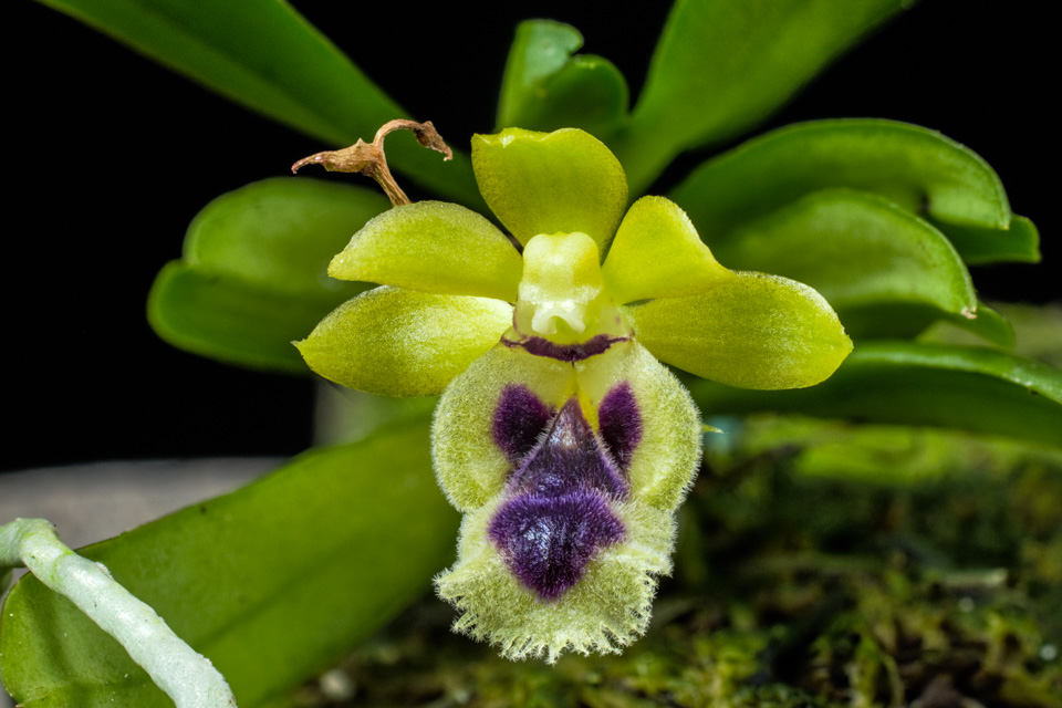 Haraella retrocalla