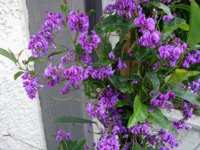 Hardenbergia comptoniana