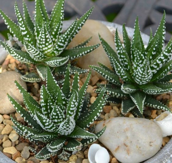 Haworthia coarctata