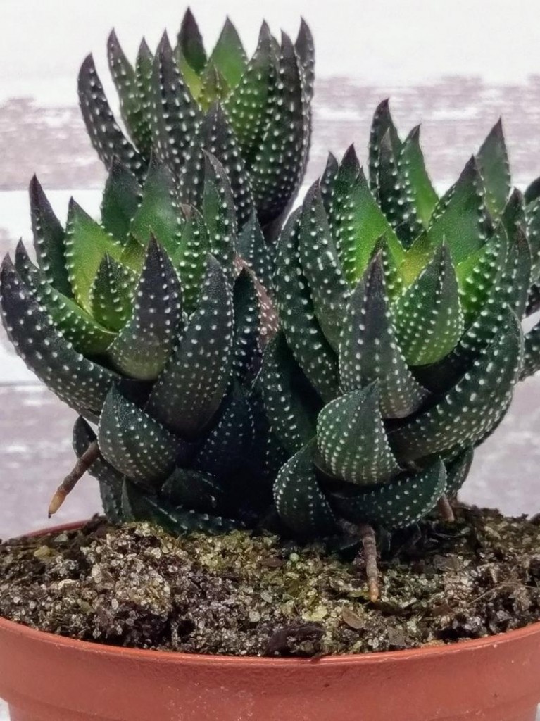 Haworthia-coarctata4