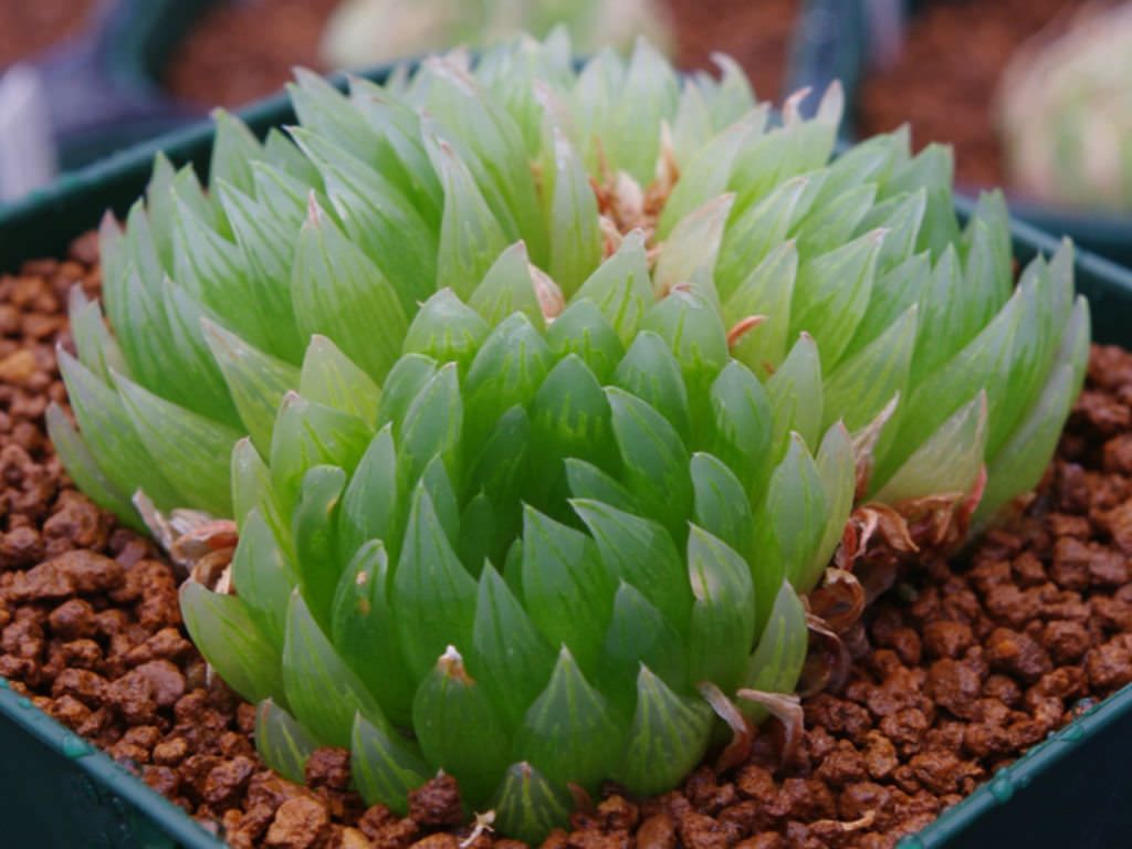 Haworthia cooperi var. picturata