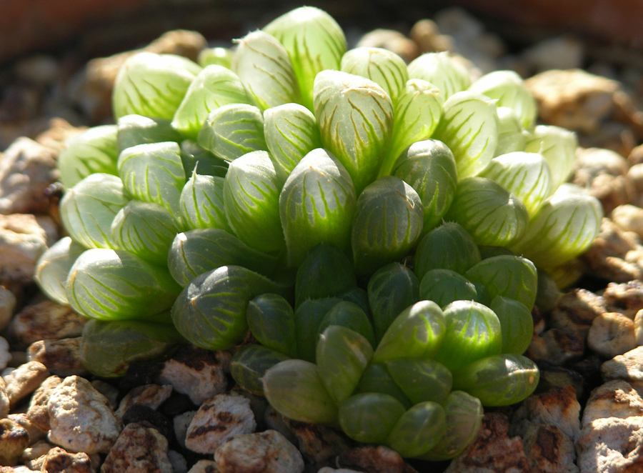 Haworthia cooperi var. truncata