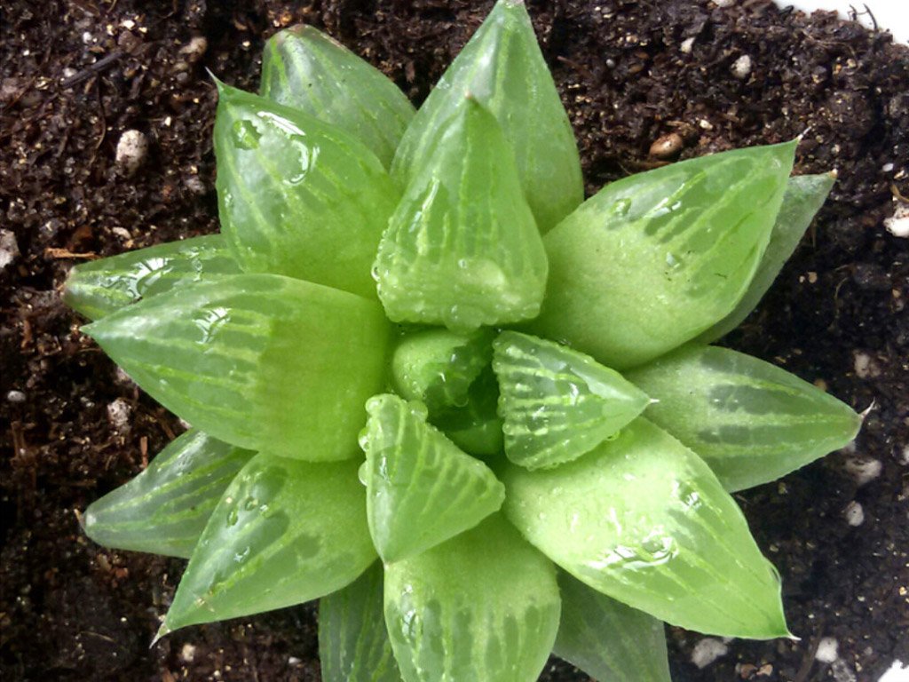 Haworthia cooperi