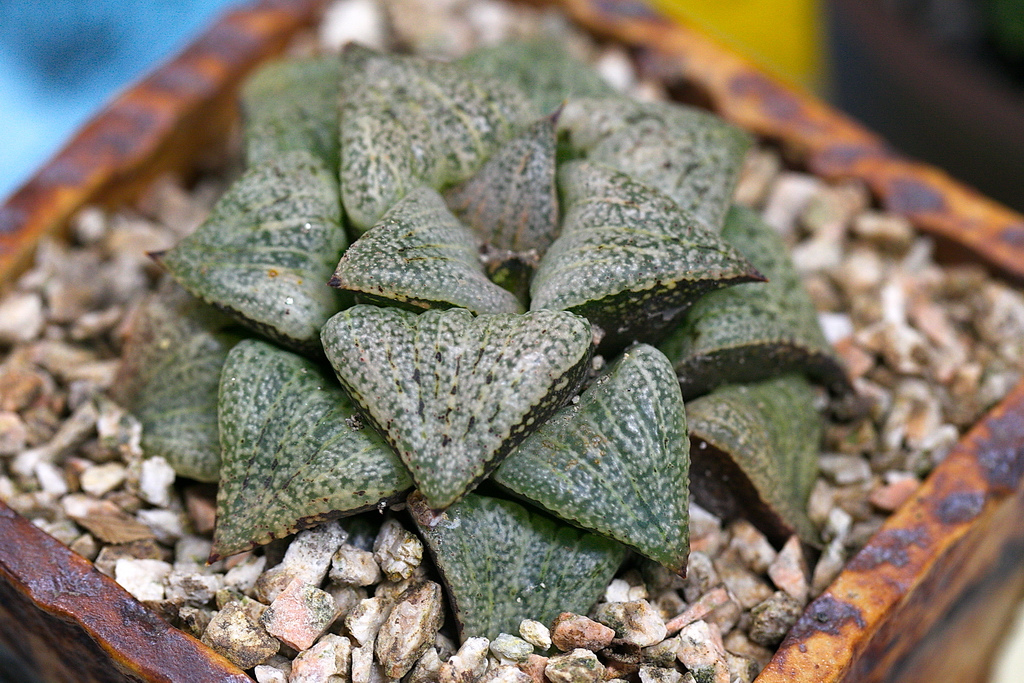 Haworthia emelyae powdered sugar