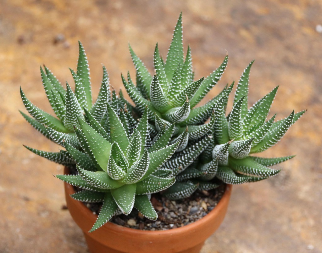 Haworthia-fasciata-x-reinwardtii