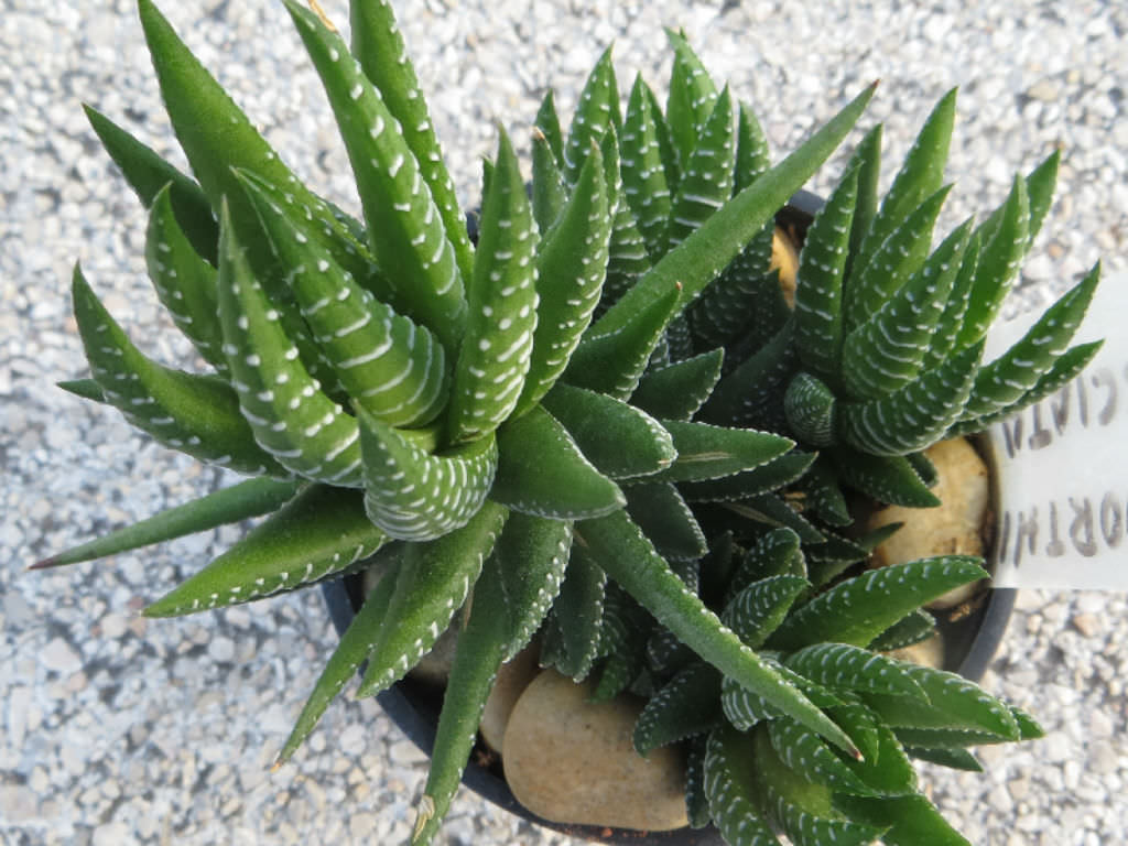 Haworthia-fasciata