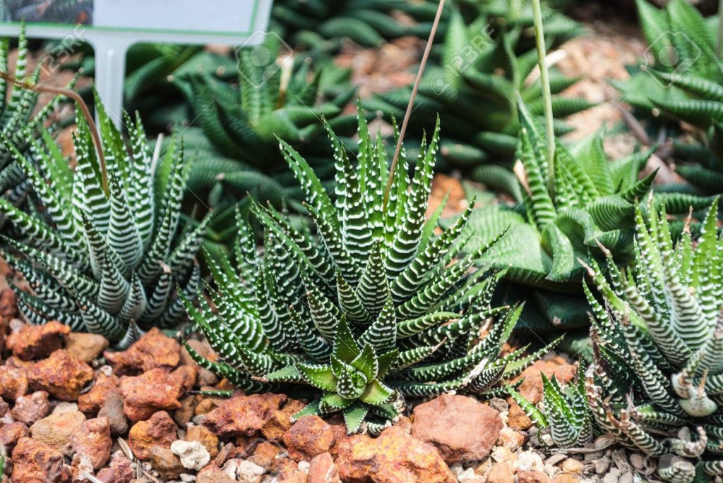 Haworthia fasciata