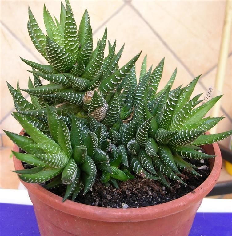 Haworthia fasciata2 