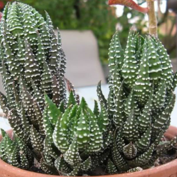 Haworthia reinwardtii.