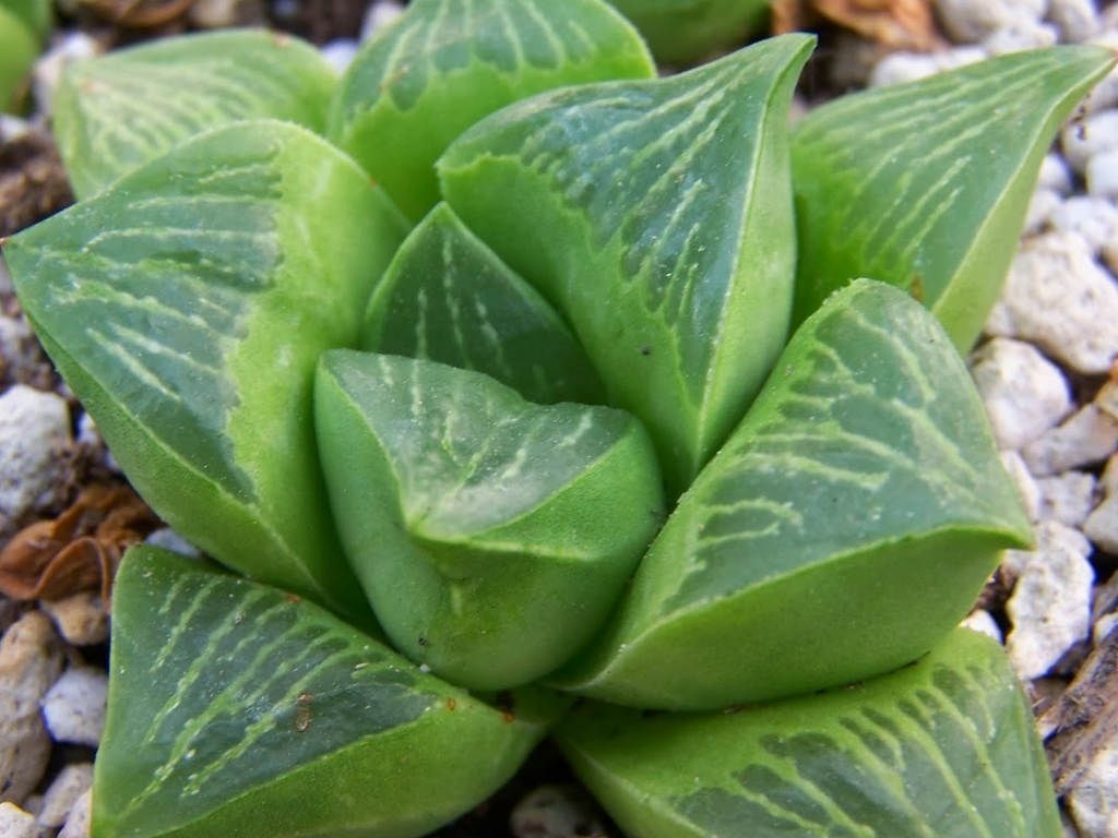 Haworthia retusa