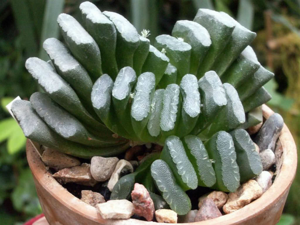 Haworthia truncata