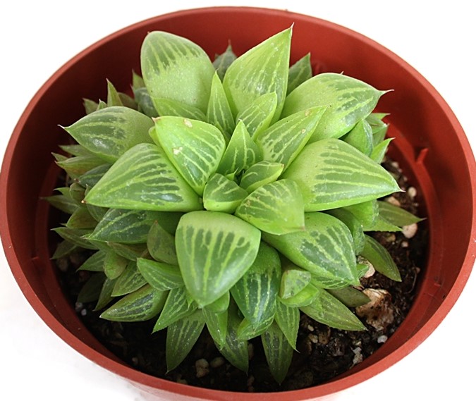 Haworthia turgida