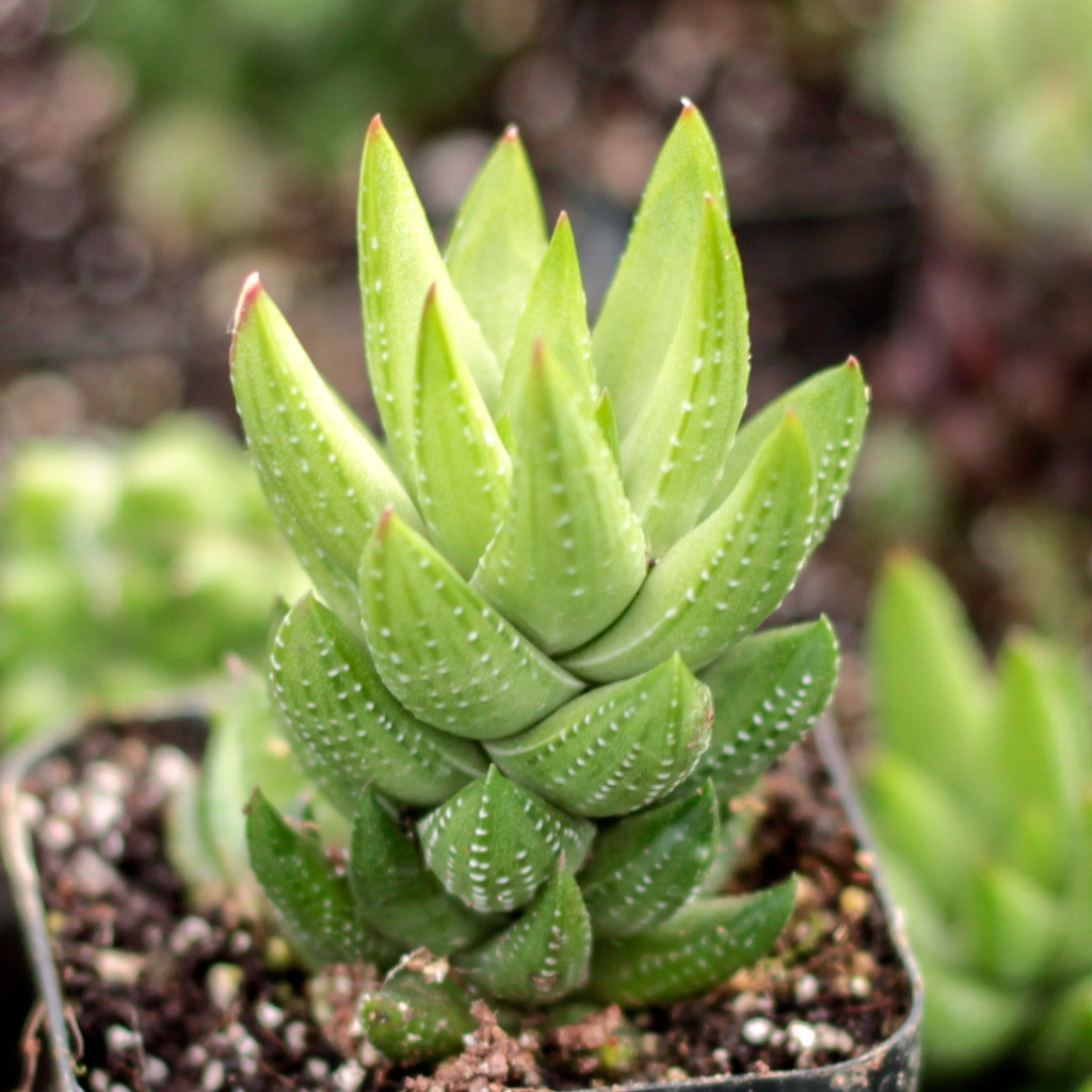 Haworthia