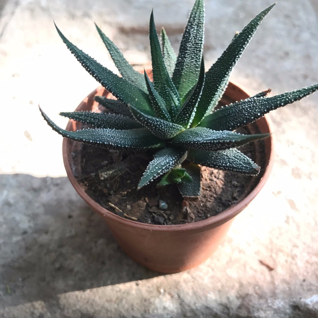 Haworthia_Fasciata_1024x