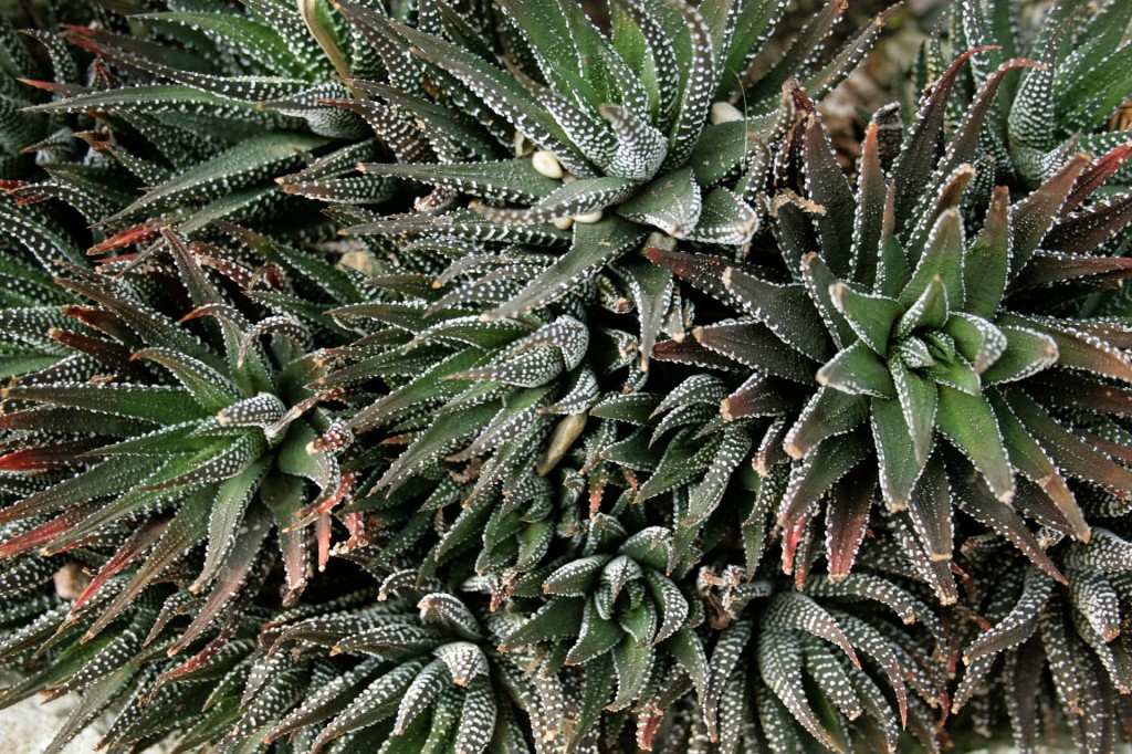 Haworthia_attenuata