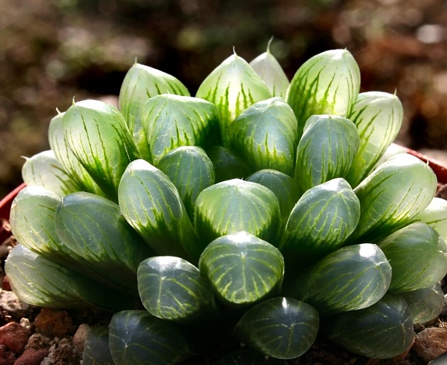 Haworthia_cooperi_var