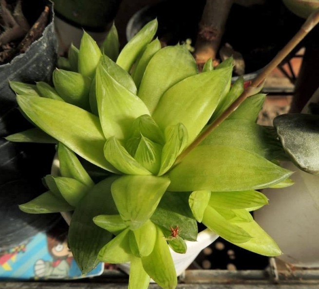 Haworthia_cymbiformis