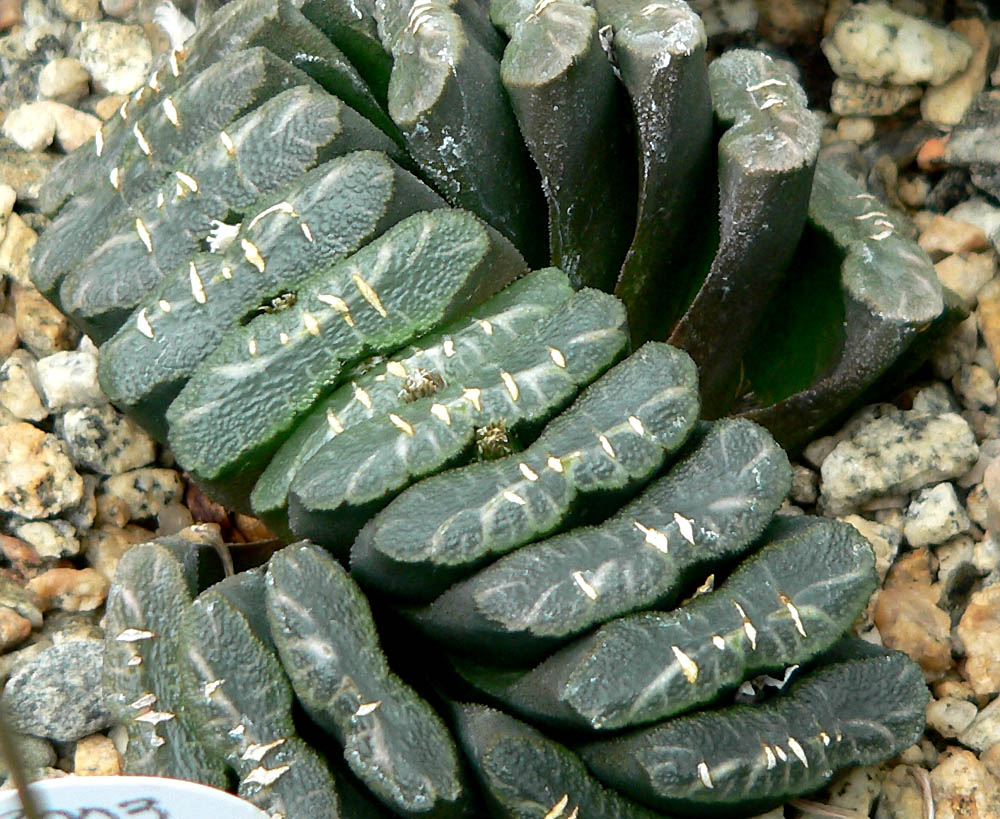 Haworthia_truncata_1