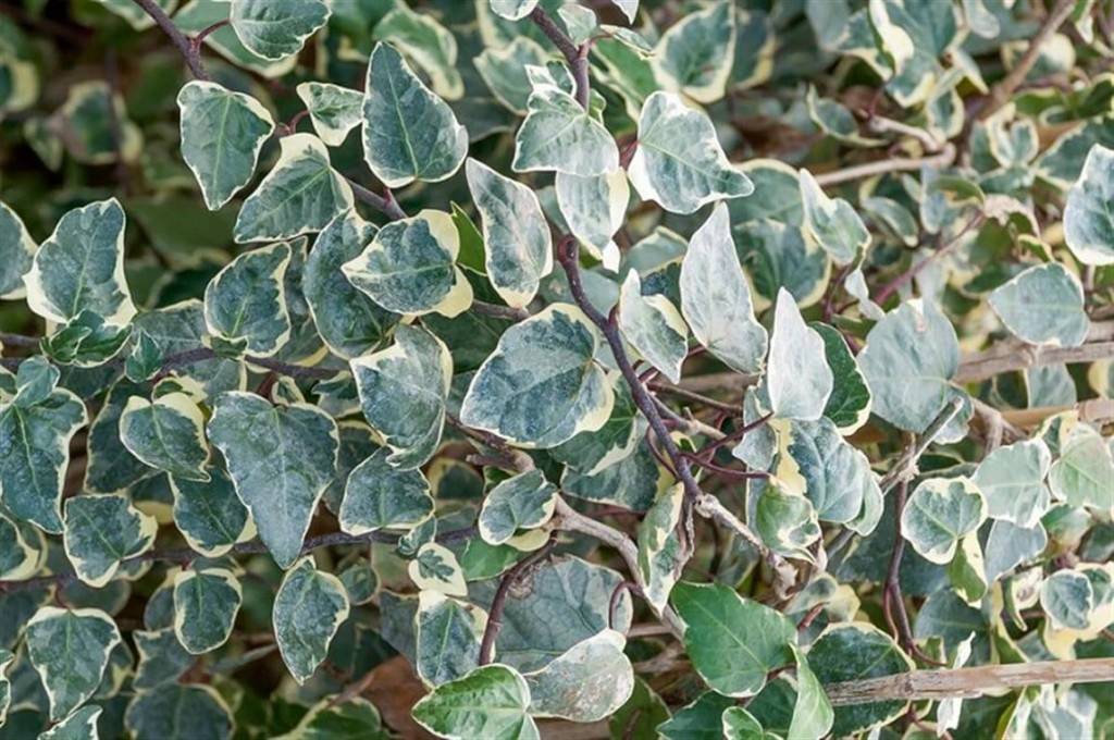 Hedera algeriensis Gloire de Marengo 