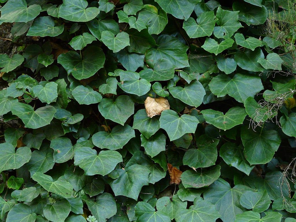 Hedera canariensis 