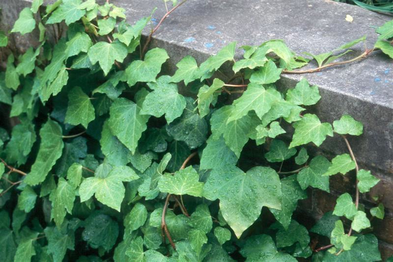 Hedera canariensis