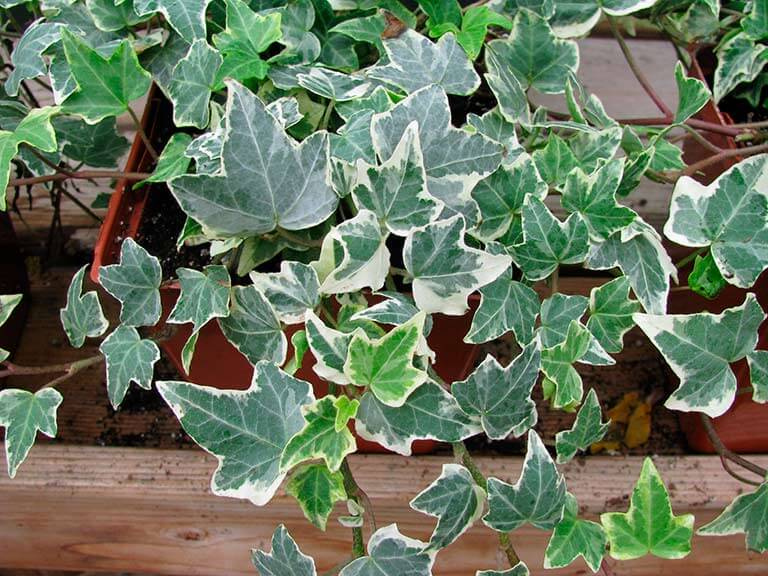 Hedera canariensis