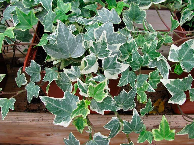 Hedera canariensis