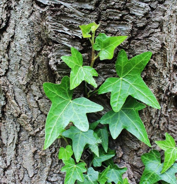 Hedera helix 