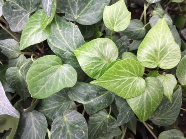 Hedera helix TearDrop