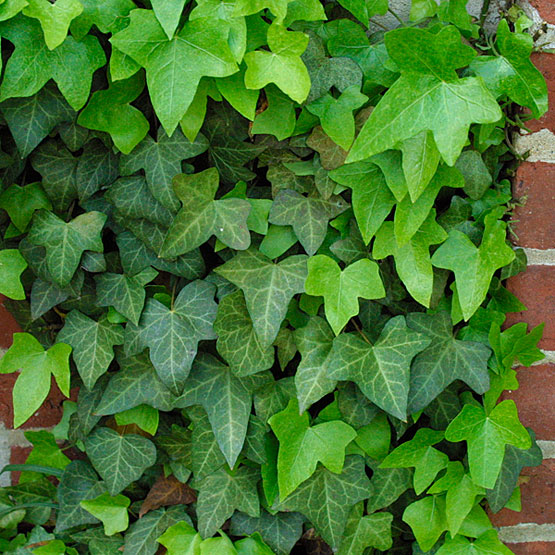 Hedera helix