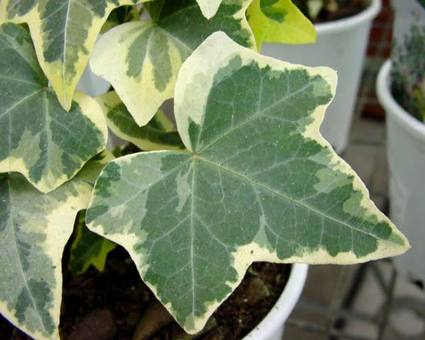 HederaHelix Variegata