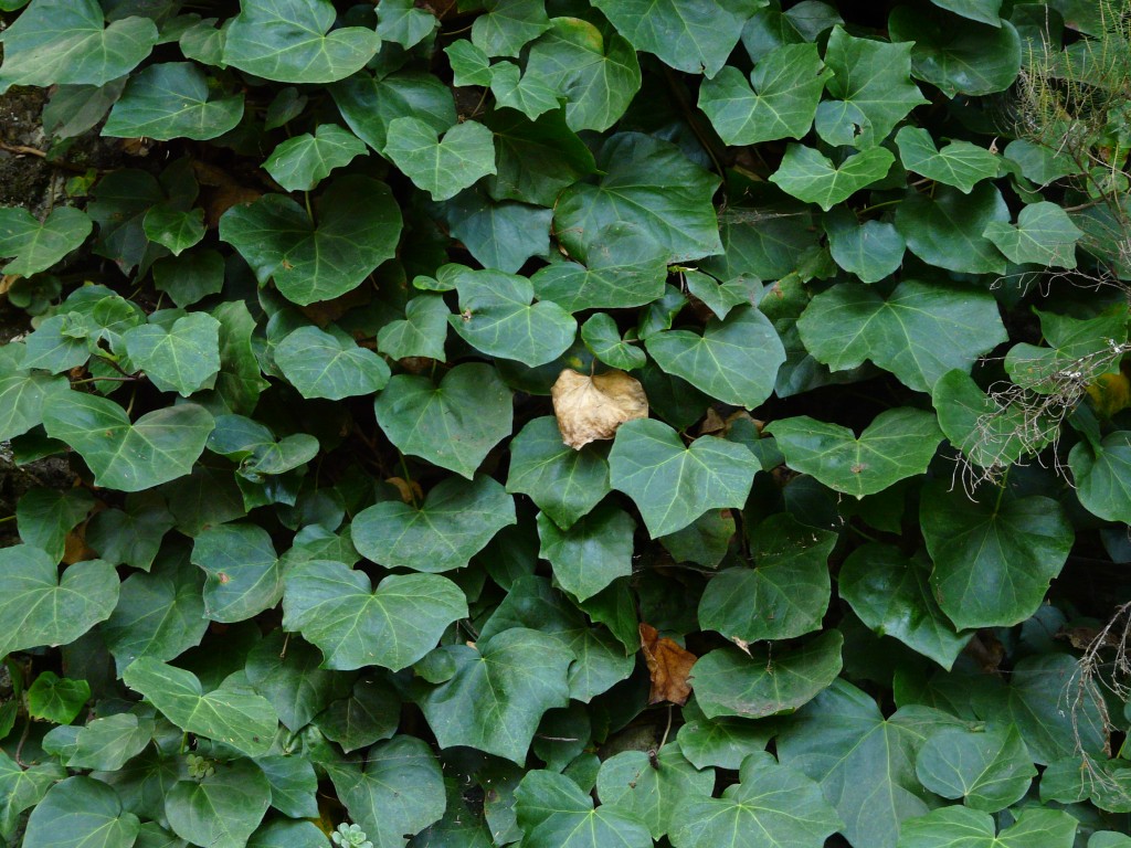 Hedera canarienses