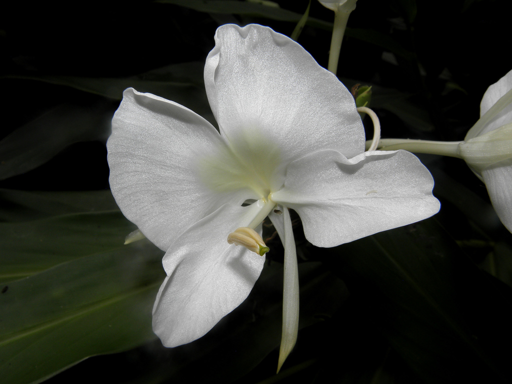 Hedychium Coronarium22