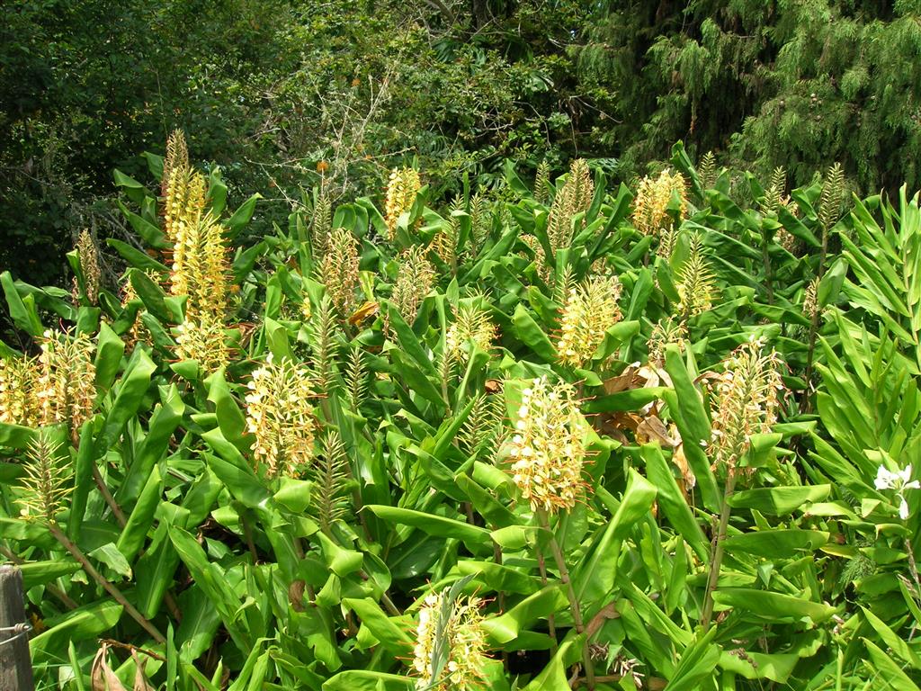 Hedychium chrysoleucum