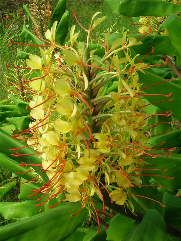 Hedychium chrysoleucum 