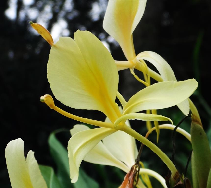 Hedychium chrysoleucum