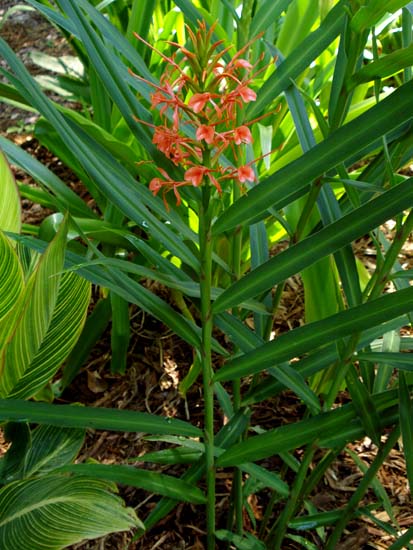 Hedychium coccineum11