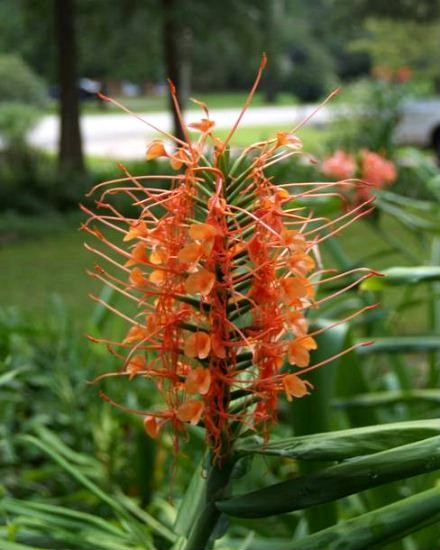 Hedychium_coccineum_