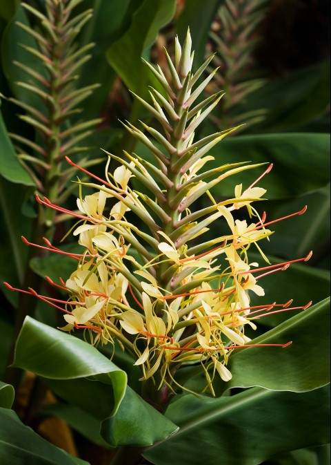 Hedychium_gardnerianum