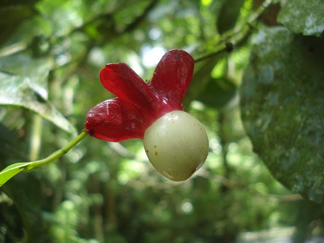 Heisteria silvianii