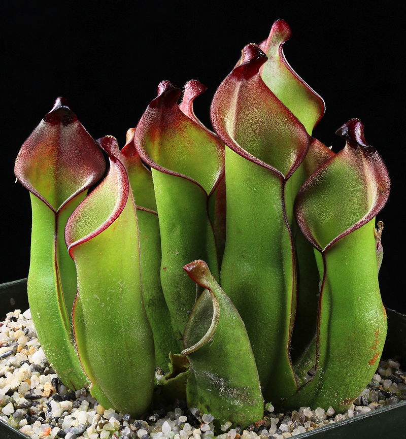 Heliamphora-12