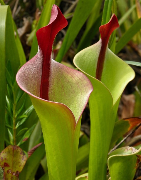 Heliamphora neblinae